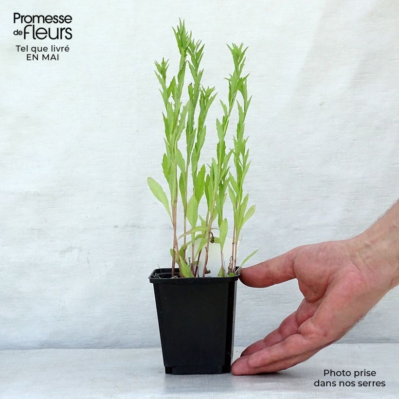 Spécimen de Kalimeris incisa Godet de 8/9 cm tel que livré au printemps