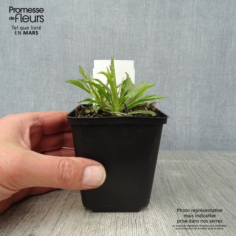 Spécimen de Kalimeris incisa Alba Godet de 8/9 cm tel que livré au printemps