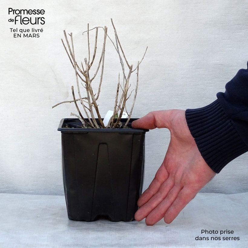 Spécimen de Kalimeris incisa Blue Star Pot de 2L/3L tel que livré au printemps