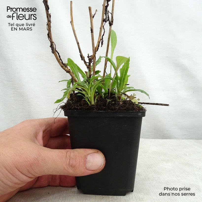 Spécimen de Kalimeris incisa Charlotte Godet de 8/9 cm tel que livré au printemps