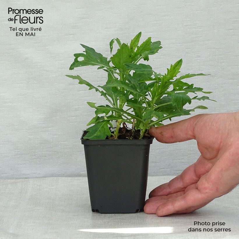 Spécimen de Kalimeris incisa Madiva Godet de 8/9 cm tel que livré au printemps