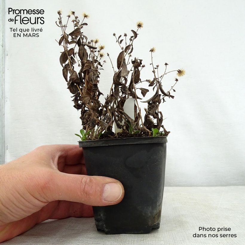 Spécimen de Kalimeris incisa Nana Blue Godet de 8/9 cm tel que livré au printemps