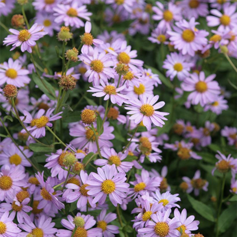 Kalimeris mongolica Antonia - Aster de Mongolie (Flowering)