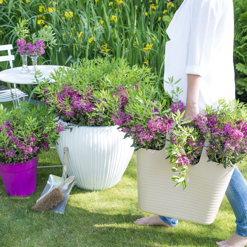 Kalmia angustifolia Rubra - Kalmie à feuilles étroites (Plant habit)