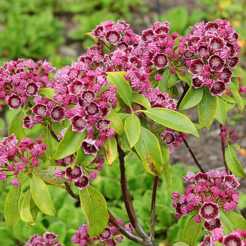 Kalmia latifolia Latchmin - Laurier des montagnes (Floraison)