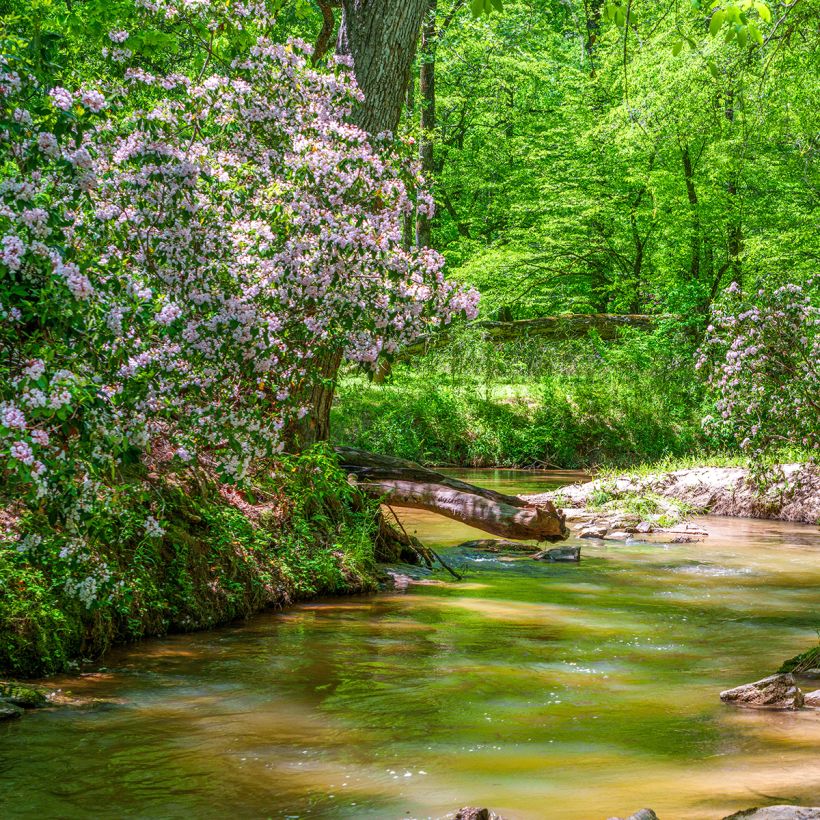 Kalmia latifolia - Laurier des montagnes rose pâle (Port)