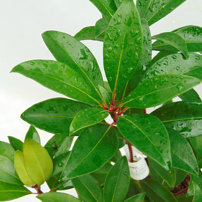 Kalmia latifolia Pink Charm - Laurier des montagnes rose foncé (Feuillage)