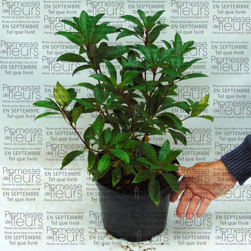 Exemple de spécimen de Kalmia latifolia Pink Charm - Laurier des montagnes rose foncé Pot de 4L/5L tel que livré