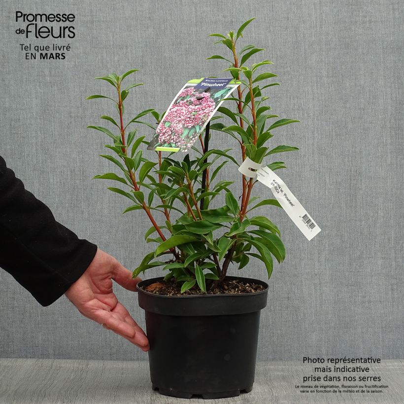 Example of Kalmia latifolia Pinwheel - Laurier des montagnes  Pot de 3L/4L as you get in printemps