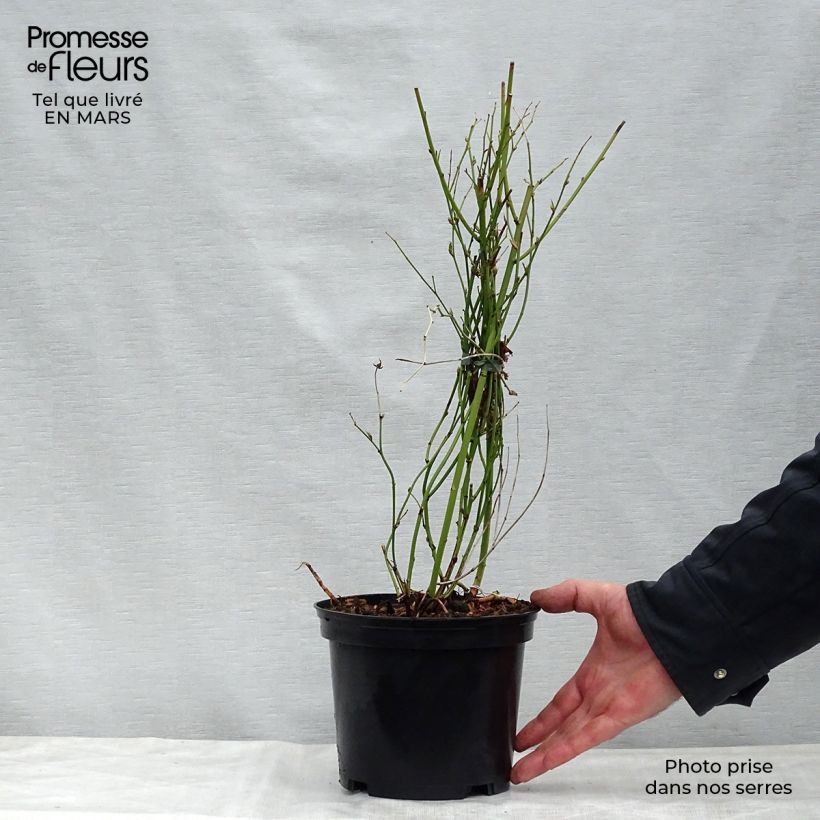 Example of Kerria Japonica Golden Guinea Pot de 2L/3L as you get in printemps