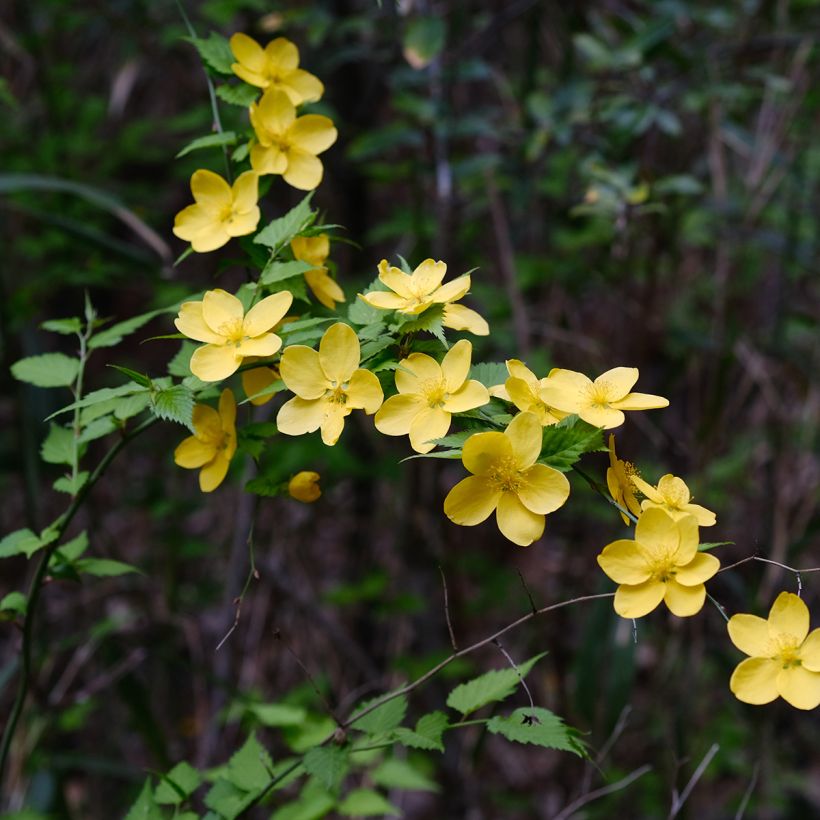 Kerria japonica - Corète du Japon (Flowering)