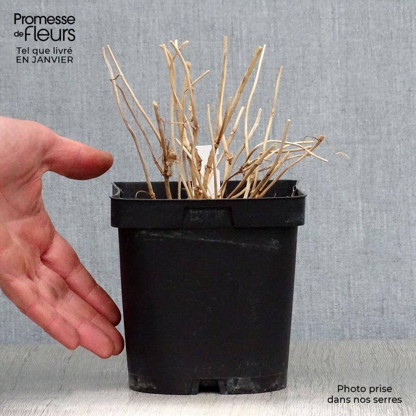 Spécimen de Kirengeshoma palmata Pot de 2L/3L tel que livré en hiver