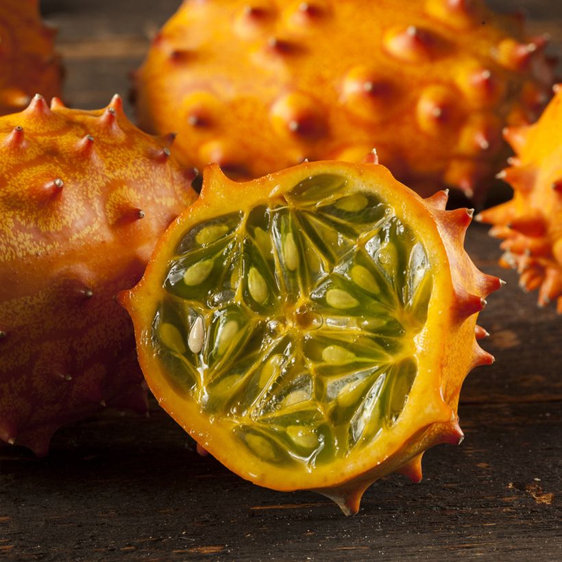 Kiwano - Concombre Cornu d'Afrique Bio - Ferme de Sainte Marthe (Récolte)