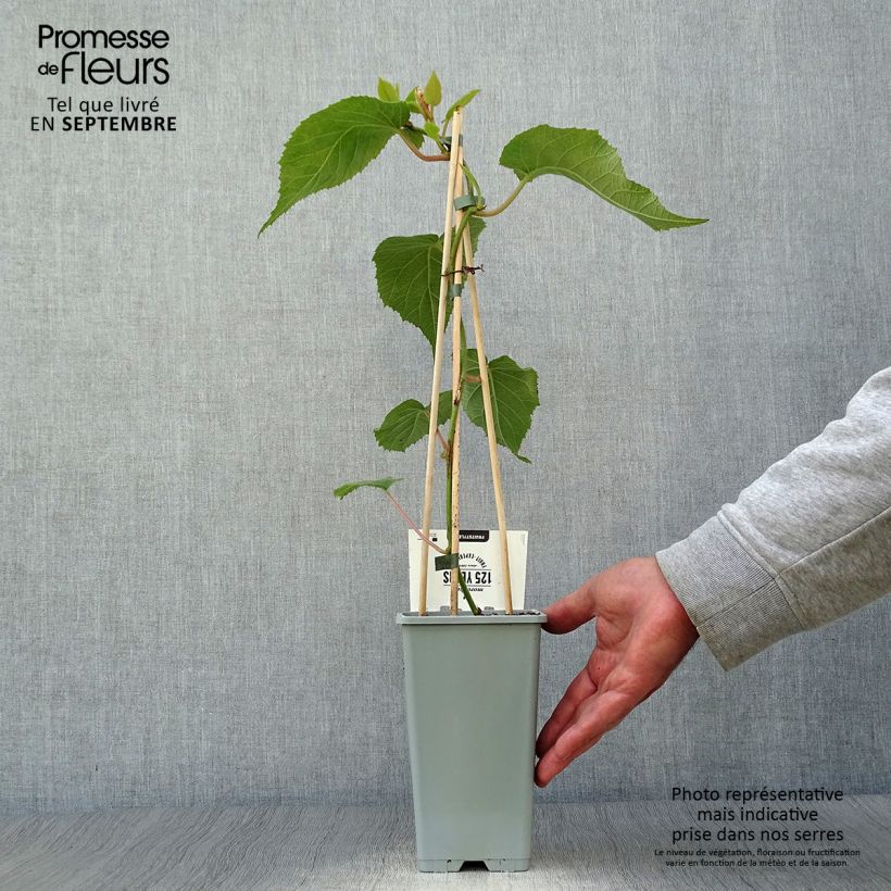 Spécimen de Kiwi Atlas (mâle) - Actinidia deliciosa Pot de 1,5L/2L tel que livré en automne