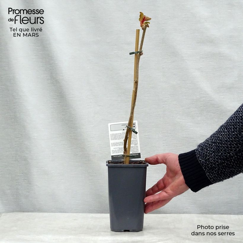 Spécimen de Kiwi Hayward (femelle) Bio Pot de 1,5L/2L tel que livré au printemps