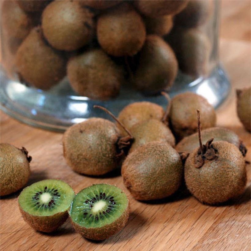 Kiwi Jenny (autofertile) - Actinidia deliciosa (Harvest)