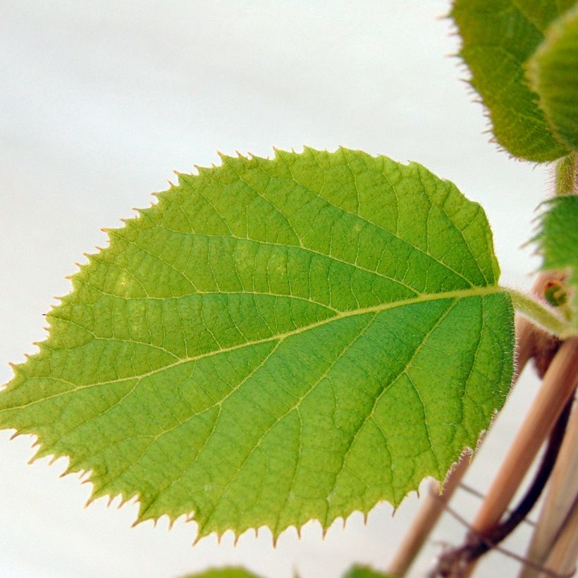 Kiwi Jenny (autofertile) - Actinidia deliciosa (Foliage)