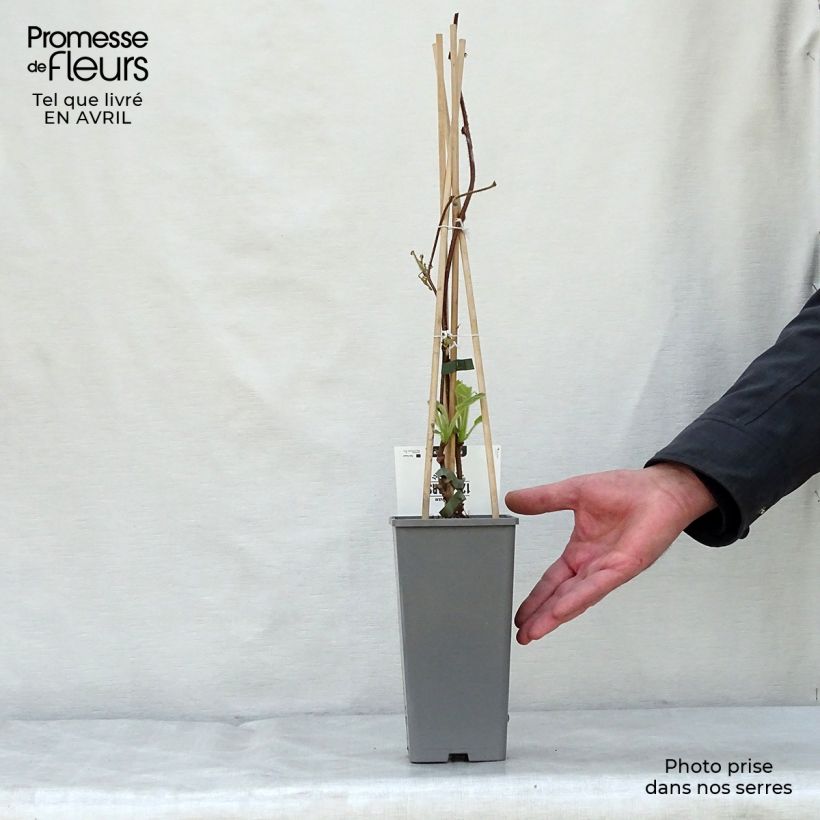 Example of Kiwi Jenny (autofertile) - Actinidia deliciosa Pot de 1,5L/2L as you get in printemps