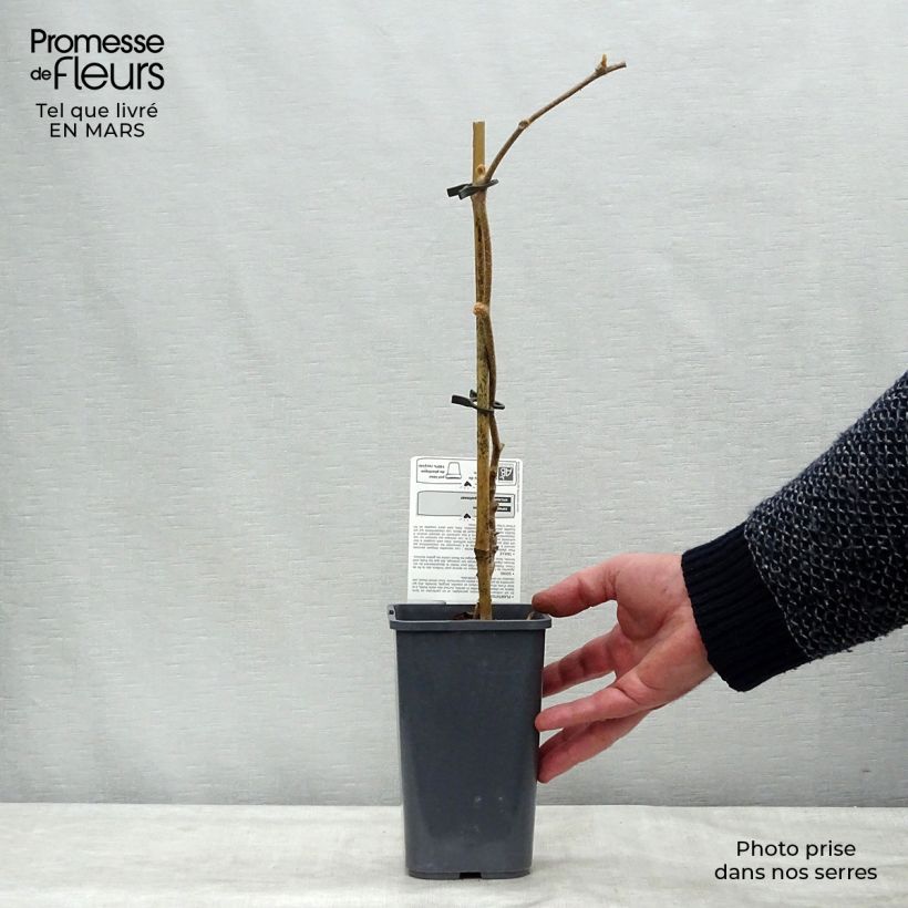 Example of Kiwi Jenny (autofertile) Bio Pot de 1,5L/2L as you get in printemps