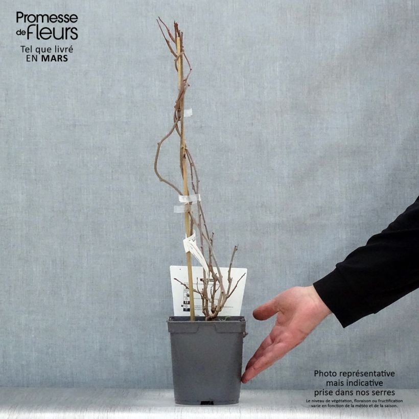 Spécimen de Kiwai femelle Red Jumbo - Actinidia arguta Pot de 1,5L/2L tel que livré au printemps