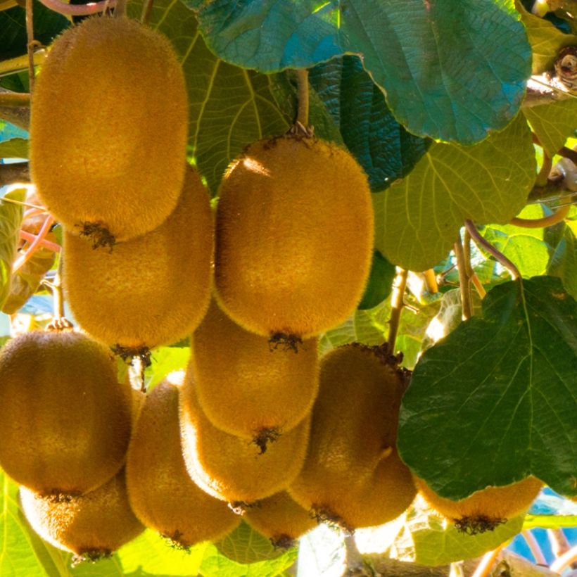 Kiwi deliciosa Montcap (Récolte)