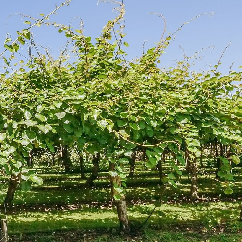 Kiwi deliciosa Montcap (Port)