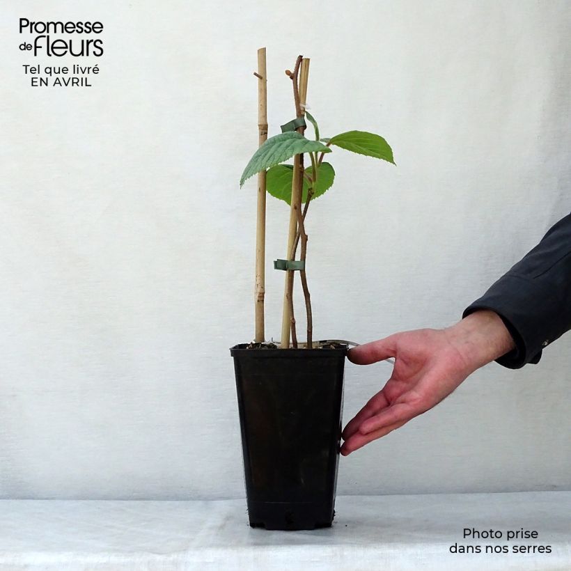 Spécimen de Kiwi Solissimo (autofertile) - Actinidia deliciosa Pot de 1L/1,5L tel que livré au printemps