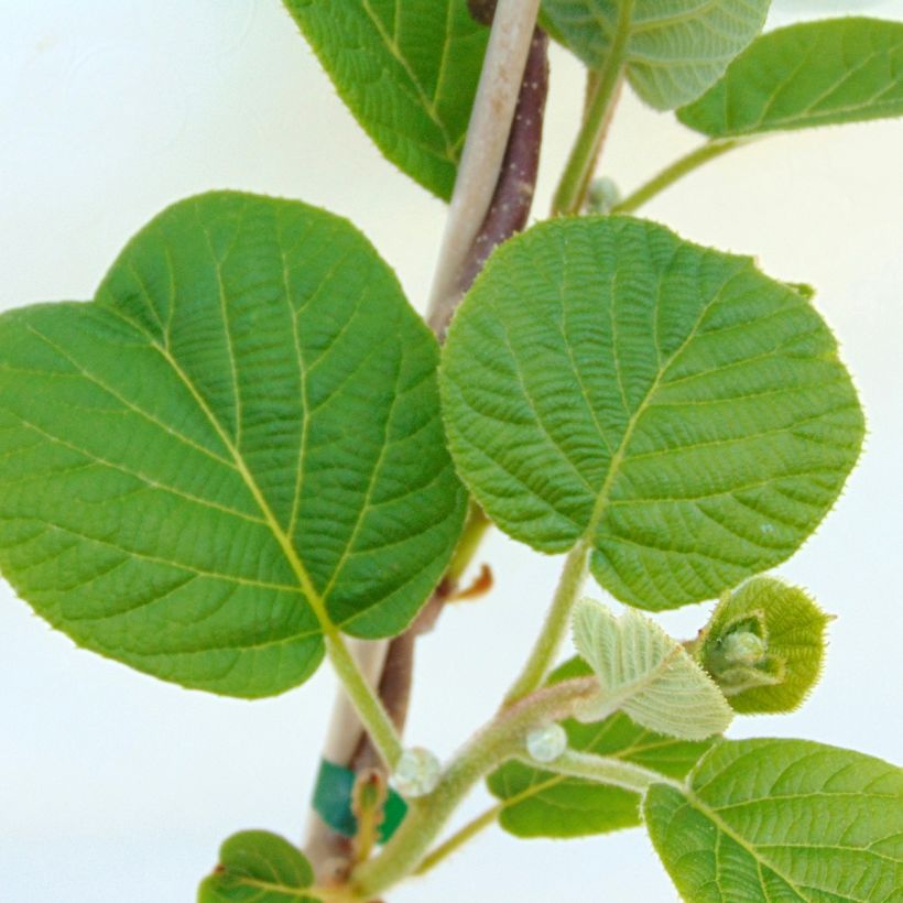 Kiwi Solissimo Bio - Actinidia deliciosa (Feuillage)
