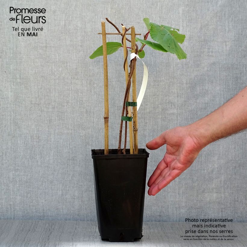 Example of Kiwi Tomuri (mâle) - Actinidia deliciosa Pot de 2L/3L as you get in printemps