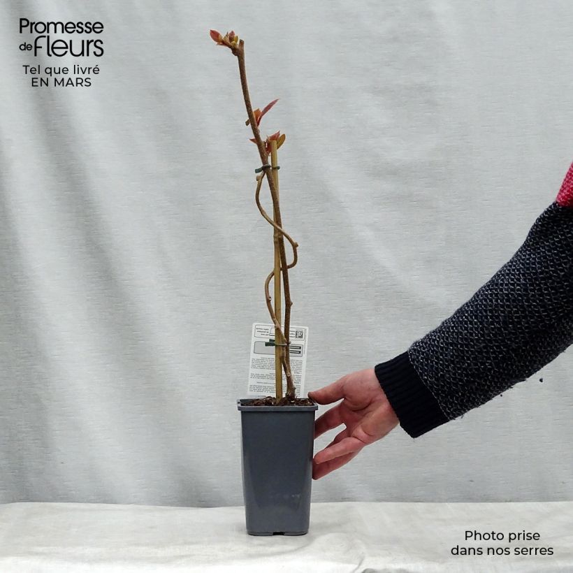 Spécimen de Kiwi Tomuri (mâle) Bio Pot de 1,5L/2L tel que livré au printemps