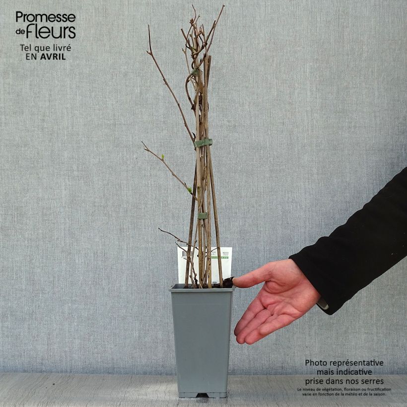 Spécimen de Kiwi arguta Bayern (femelle) - Kiwaï Pot de 2L/3L tel que livré au printemps