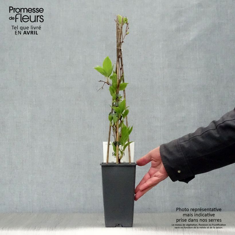 Spécimen de Kiwi arguta Weikii (mâle) - Kiwaï - Actinidia arguta Pot de 1,5L/2L tel que livré au printemps