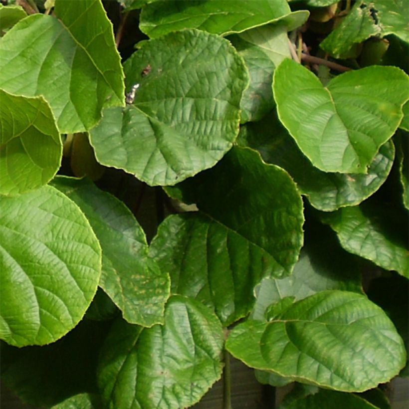 Kiwi Golden Delight (mâle) - Actinidia deliciosa (Feuillage)