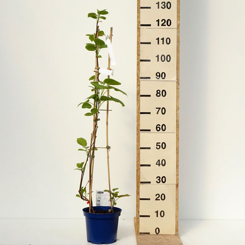 Spécimen de Duo Kiwis jaunes kiw'Happy mâle et femelle réunis dans un pot Pot de 4L/5L tel que livré au printemps