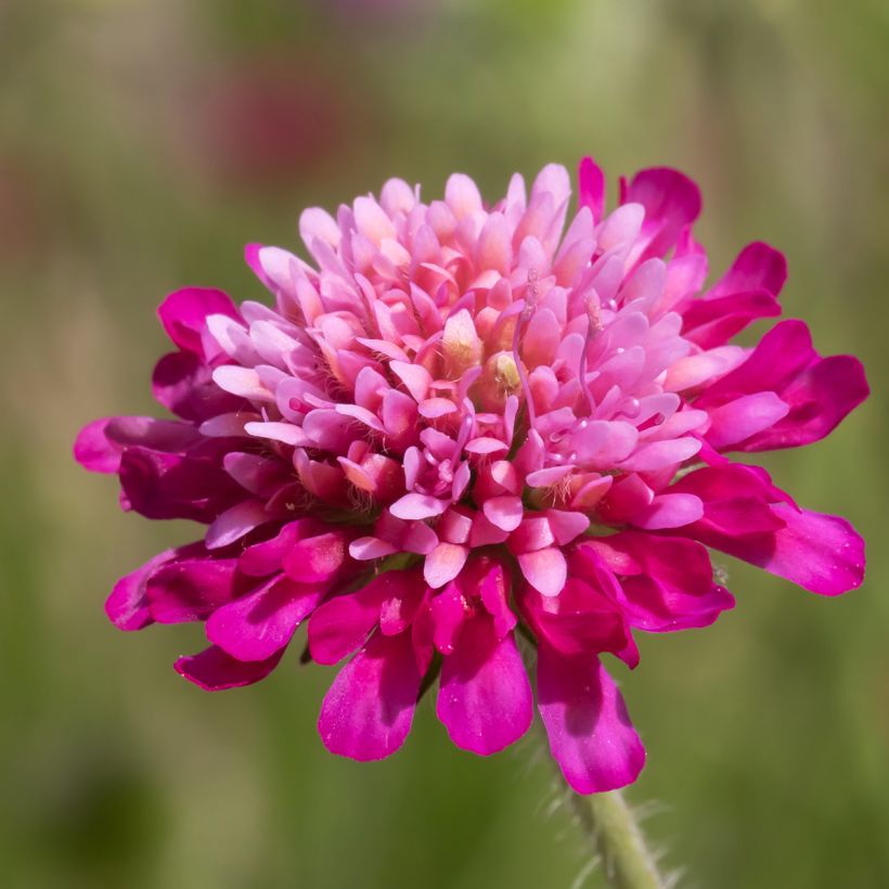 Knautia macedonica Melton Pastels - Knautie de Macédoine (Floraison)