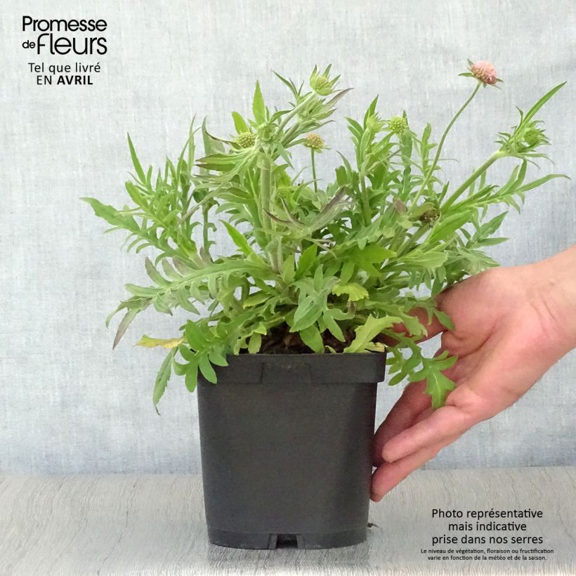 Spécimen de Knautia macedonica - Petite Scabieuse Pot de 2L/3L tel que livré au printemps