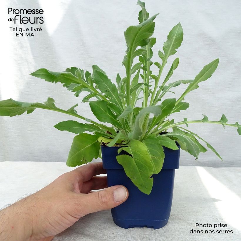 Spécimen de Knautia macedonica - Petite Scabieuse Godet de 7/8 cm tel que livré au printemps