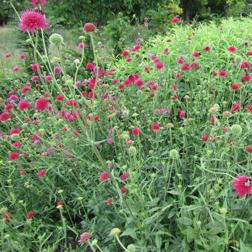 Knautia macedonica Red Knight - Petite scabieuse de Macédoine Red Knight (Plant habit)