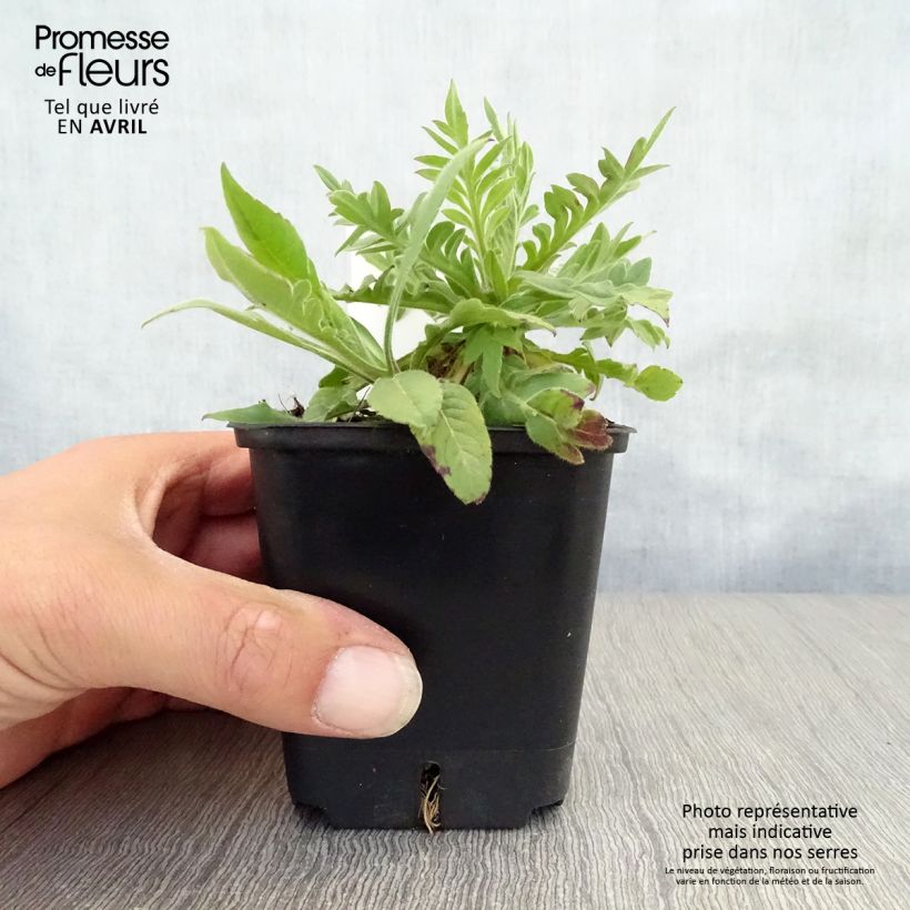 Example of Knautia macedonica Red Knight - Petite scabieuse de Macédoine Red Knight Godet de 8/9 cm as you get in printemps