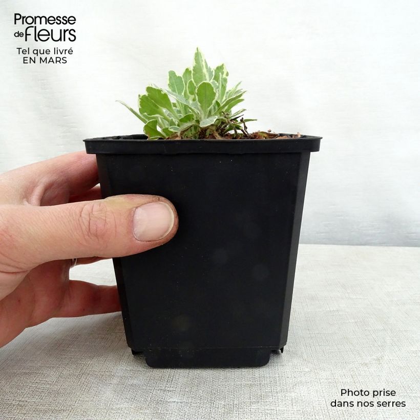 Example of Knautia macedonica Thunder and Lightning Godet de 8/9 cm as you get in printemps