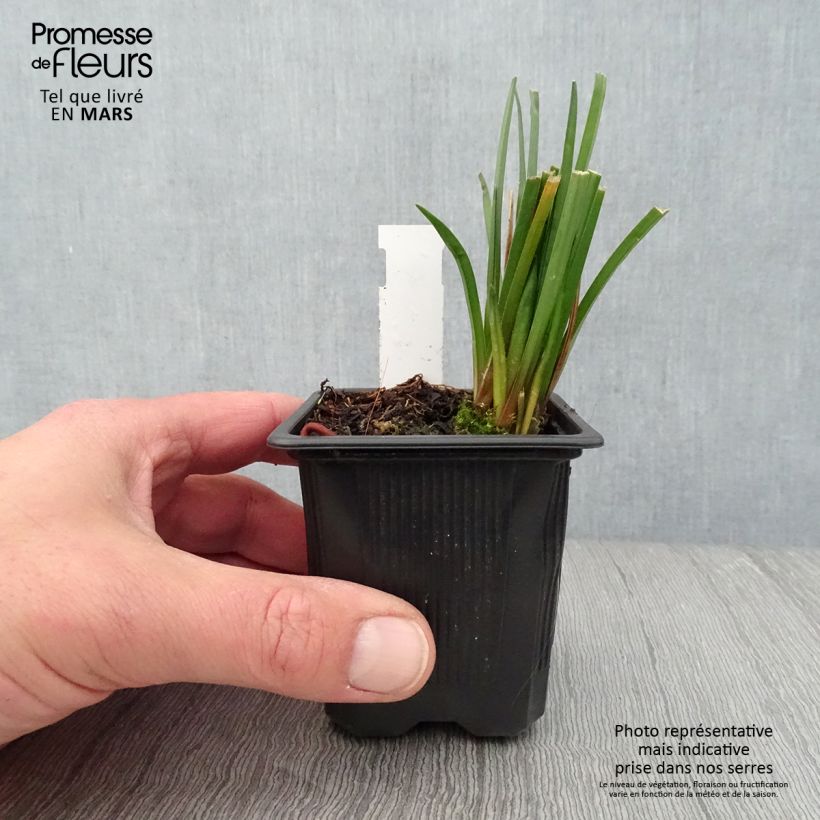 Example of Kniphofia Bees Lemon - Tritoma Godet de 8/9 cm as you get in printemps