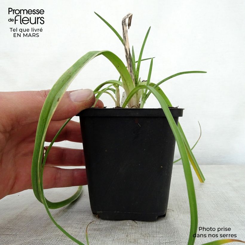 Spécimen de Kniphofia Limelight - Tritoma Godet de 8/9 cm tel que livré au printemps