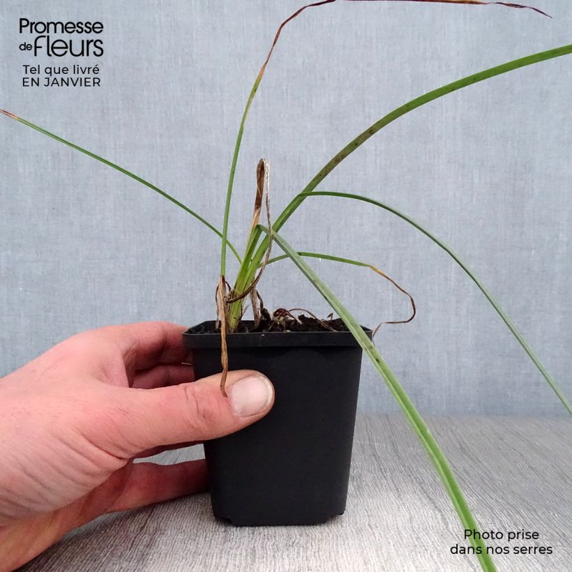 Spécimen de Kniphofia Minister Verschuur - Tritoma jaune soufre Godet de 8/9 cm tel que livré en hiver