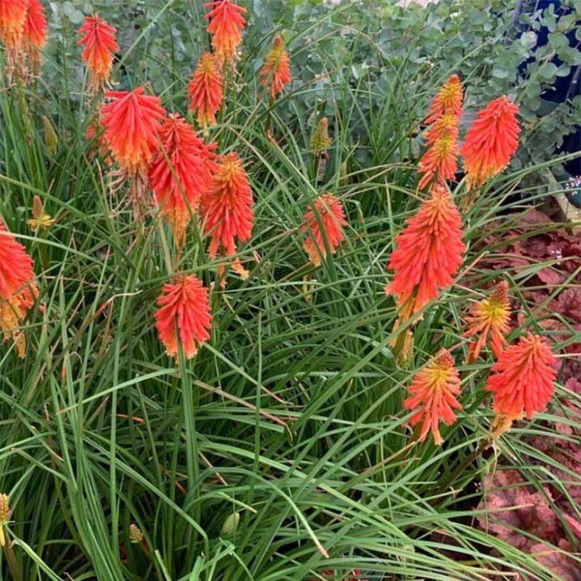 Tritoma - Kniphofia Papaya Popsicle (Plant habit)