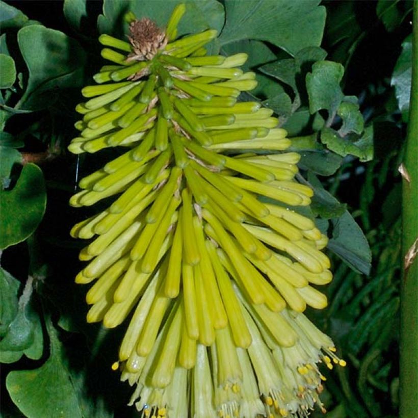 Kniphofia Percy s Pride - Tritoma jaune vert (Floraison)