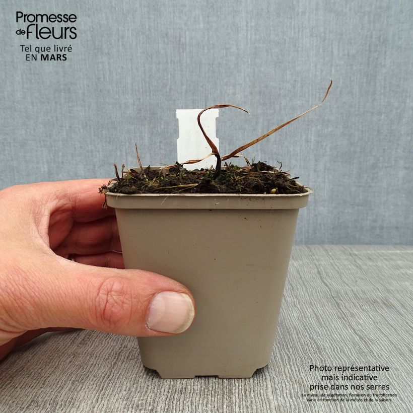 Spécimen de Kniphofia Tawny King - Tritoma  Godet de 8/9 cm tel que livré au printemps