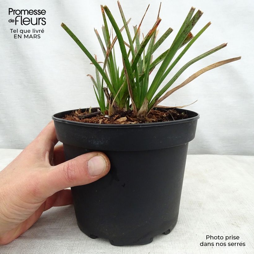 Spécimen de Kniphofia Tawny King - Tritoma  Pot de 2L/3L tel que livré au printemps