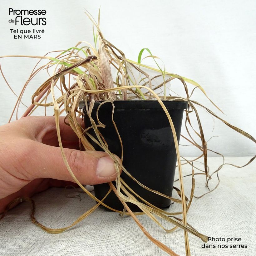 Spécimen de Kniphofia Vanilla - Tritoma Godet de 8/9 cm tel que livré au printemps