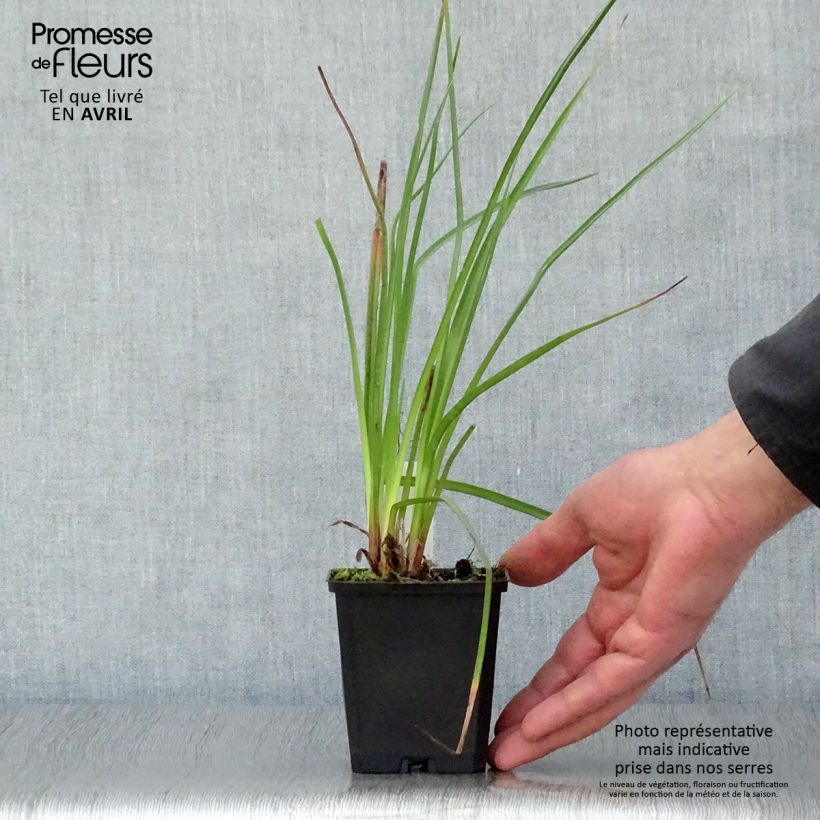 Spécimen de Kniphofia Wrexham Buttercup - Tritoma Wrexham Buttercup Godet de 8/9 cm tel que livré au printemps