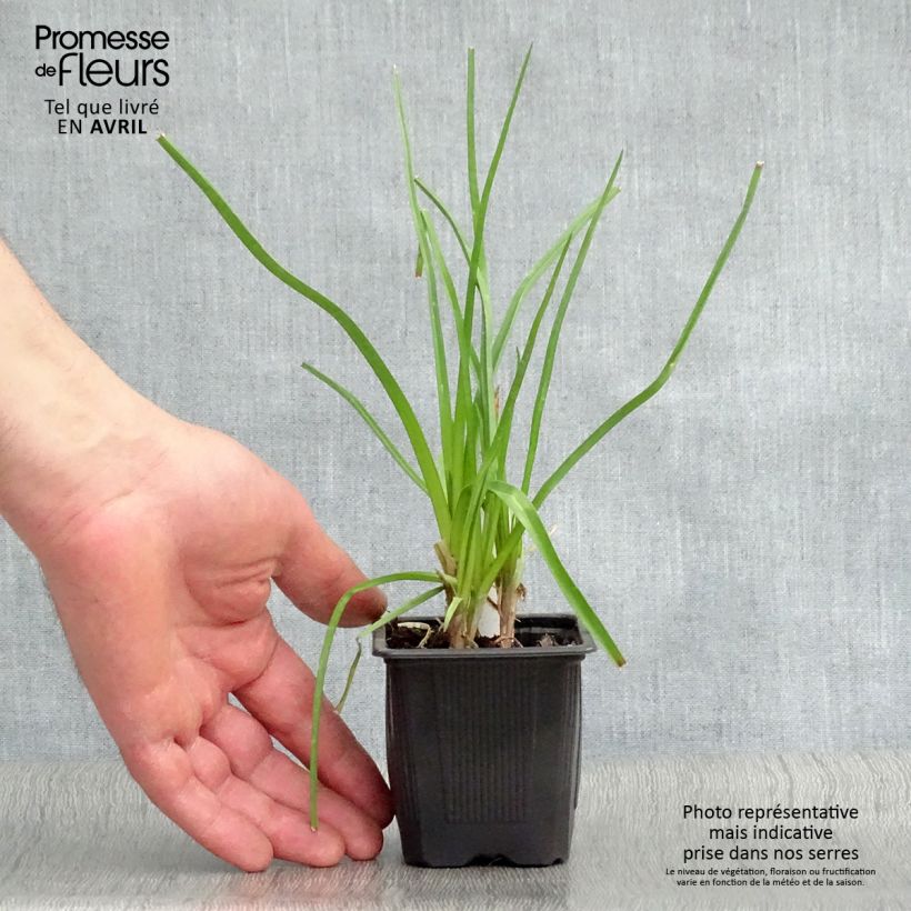 Spécimen de Kniphofia citrina - Tritoma Godet de 8/9 cm tel que livré au printemps